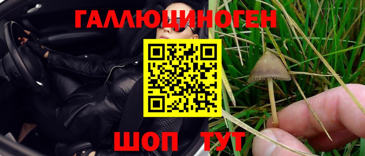 Камышлов  Галлюциногенные грибы Psilocybine cubensis  Вход с VPN 